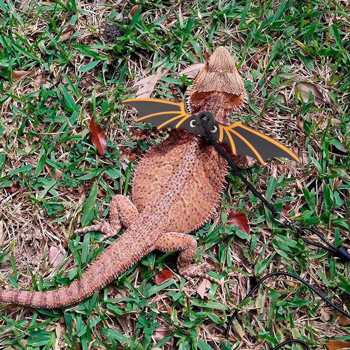 Black Bearded Dragon Leash Harness, 3 Size Pack, Cool Bat Wing | Soft Leather Wing Harness, Removable Leash, for Bearded Dragon Lizard Reptile, Great for Outdoor Walking