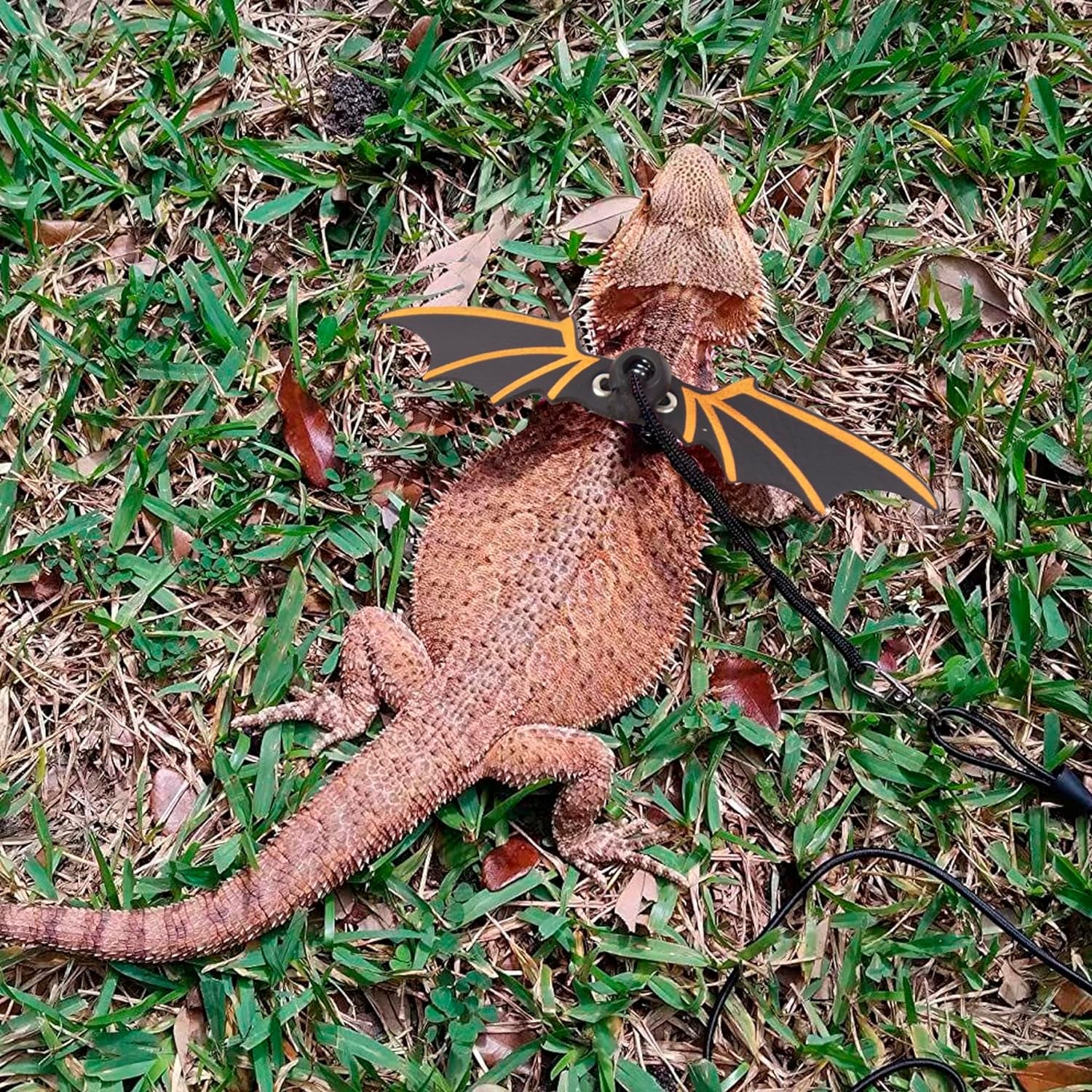 Black Bearded Dragon Leash Harness, 3 Size Pack, Cool Bat Wing | Soft Leather Wing Harness, Removable Leash, for Bearded Dragon Lizard Reptile, Great for Outdoor Walking
